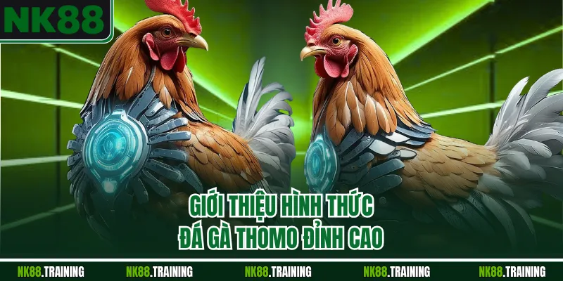 Giới thiệu hình thức đá gà Thomo đỉnh cao