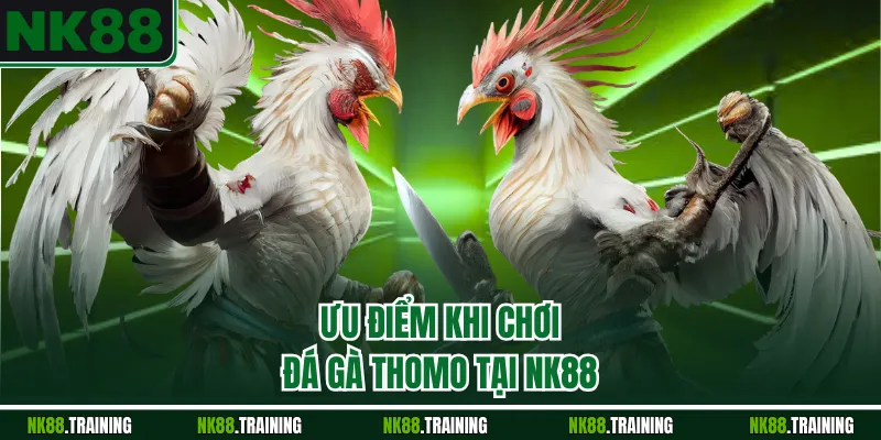 Ưu điểm khi chơi đá gà Thomo tại NK88